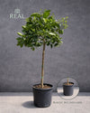 Árbol Naranjo XL - Pur Plant