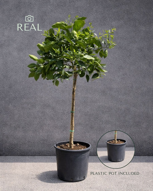 Árbol Naranjo XL - Pur Plant