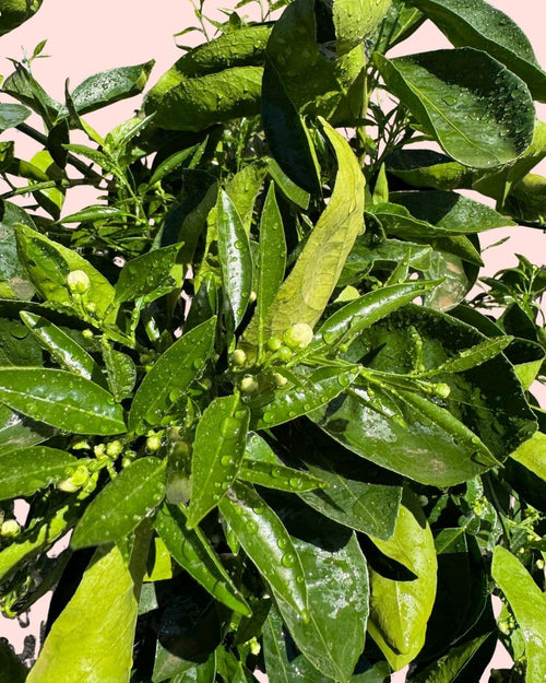 Árbol Naranjo XL - Pur Plant