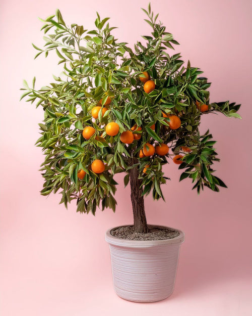 Árbol Naranjo XXL - Pur Plant