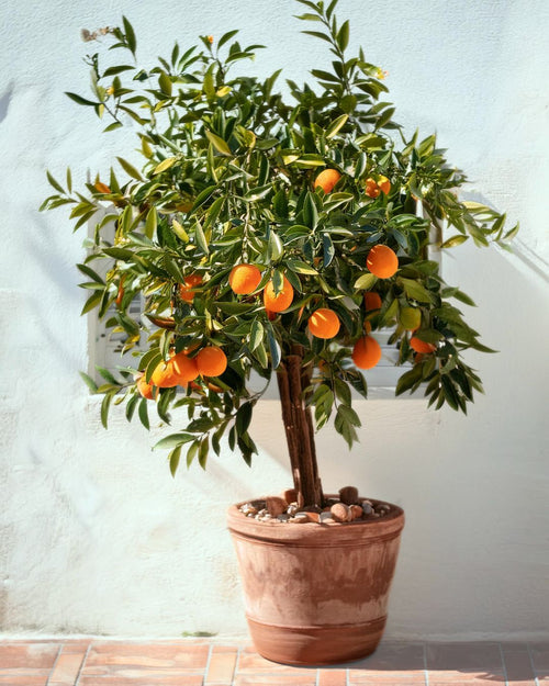 Árbol Naranjo XXL - Pur Plant