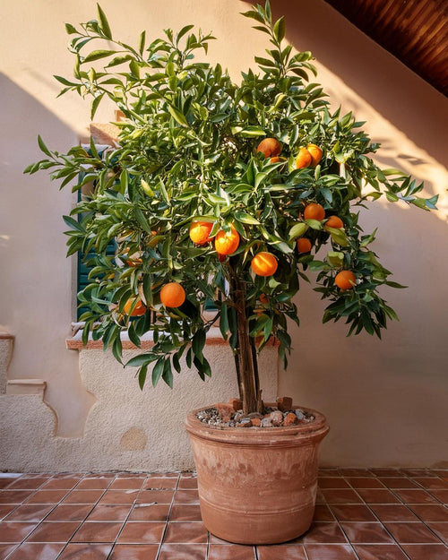 Árbol Naranjo XXL - Pur Plant