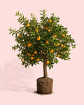 Árbol Naranjo XXL