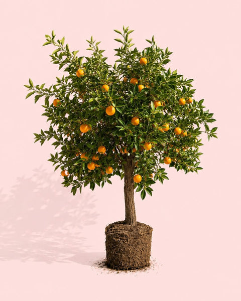 Árbol Naranjo XXL