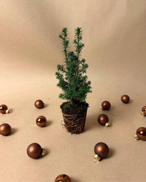 Árbol Natural de Navidad Mini - Pur Plant