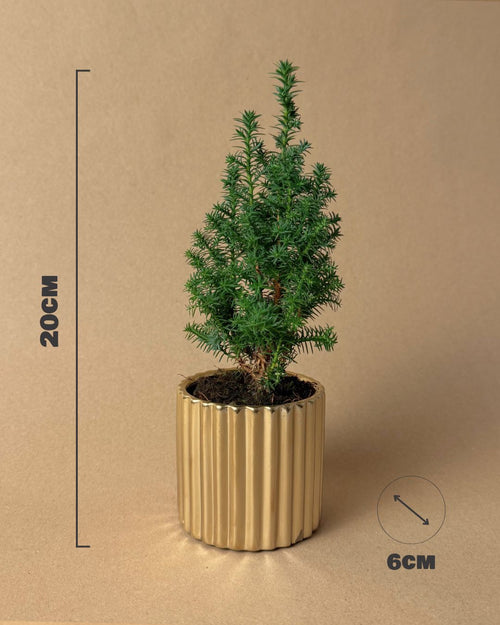 Árbol Natural de Navidad Mini - Pur Plant