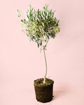 Árbol Olivo Copa XL