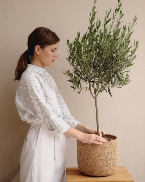 Árbol Olivo Copa XL - Pur Plant