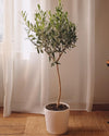 Árbol Olivo Copa XL - Pur Plant