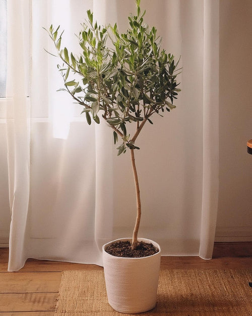 Árbol Olivo Copa XL - Pur Plant