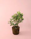 Árbol Olivo M - Pur Plant