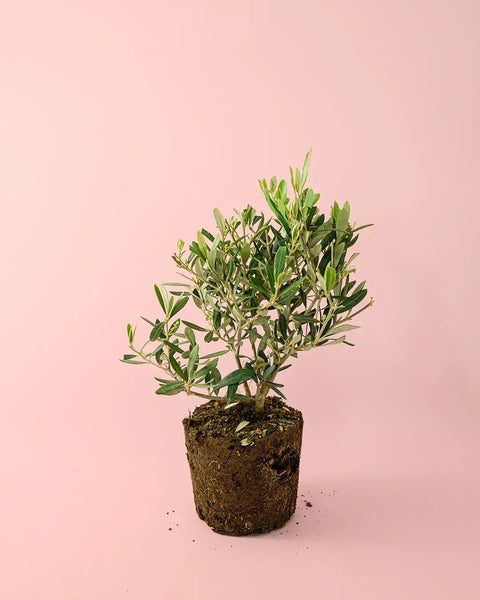 Árbol Olivo M