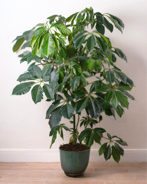 Árbol Schefflera Actinophylla XXL - Pur Plant