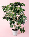 Árbol Schefflera Actinophylla XXL - Pur Plant