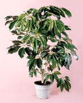 Árbol Schefflera Actinophylla XXL