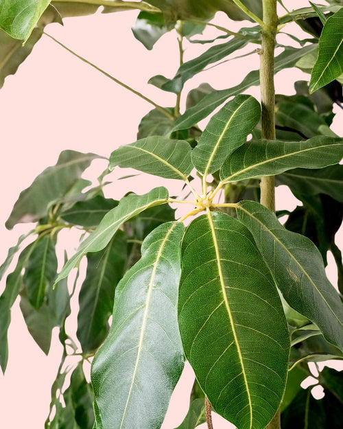 Árbol Schefflera Actinophylla XXL - Pur Plant