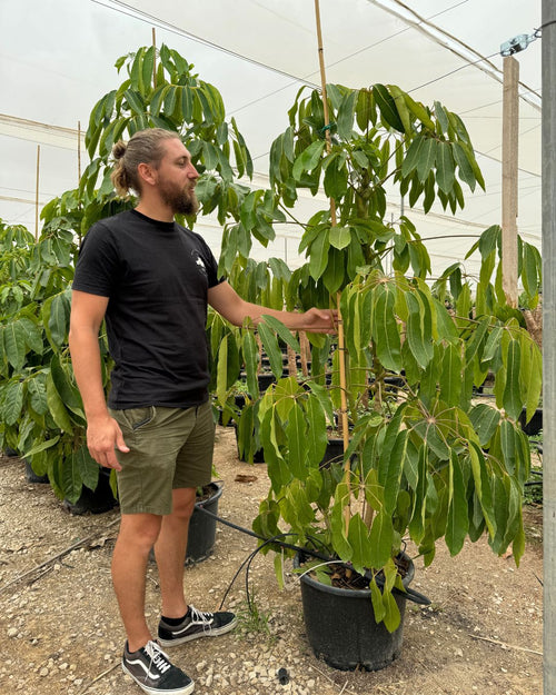 Árbol Schefflera Actinophylla XXL - Pur Plant