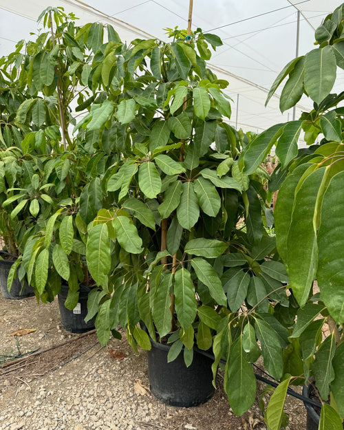 Árbol Schefflera Actinophylla XXL - Pur Plant
