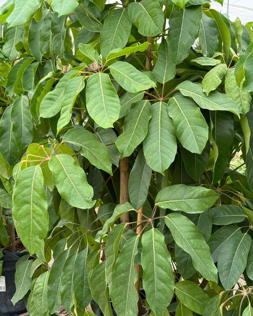 Árbol Schefflera Actinophylla XXL - Pur Plant