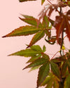 Arce Atropurpureum M - Pur Plant