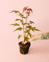 Arce Atropurpureum M - Pur Plant