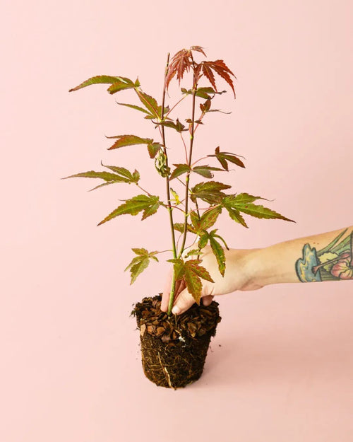 Arce Atropurpureum M - Pur Plant