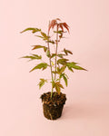 Arce Atropurpureum M