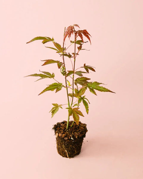 Arce Atropurpureum M