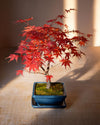 arce-bonsai-rojo
