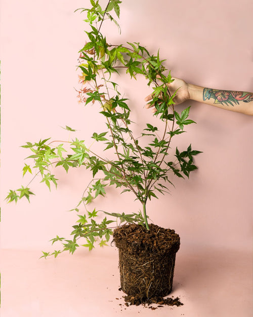 Arce Palmatum Beni Maiko L - Pur Plant