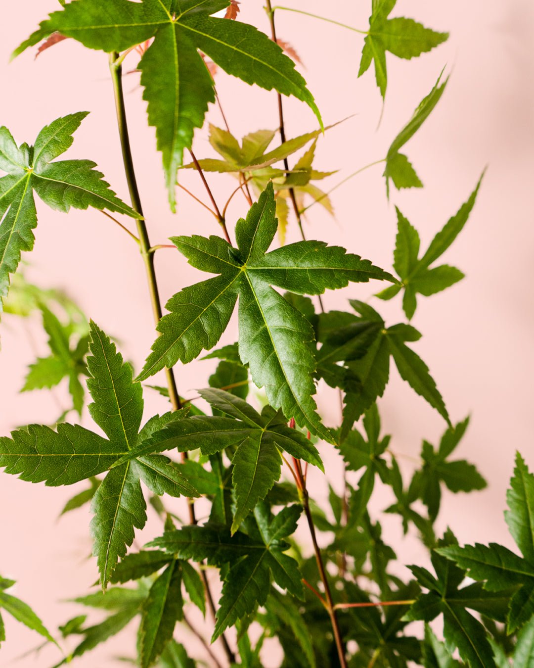 Arce Palmatum Beni Maiko L - Pur Plant