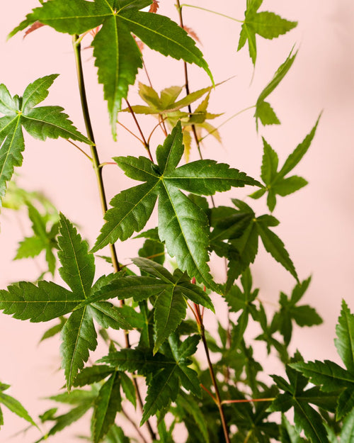 Arce Palmatum Beni Maiko L - Pur Plant
