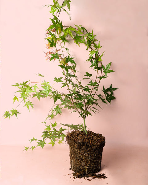 Arce Palmatum Beni Maiko L