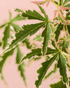 Arce Palmatum Butterfly Variegado M - Pur Plant