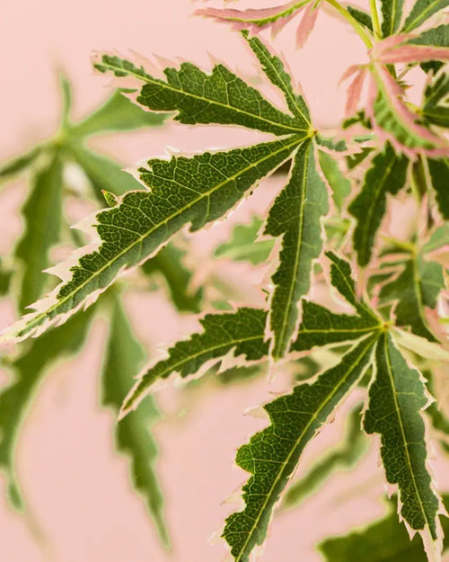 Arce Palmatum Butterfly Variegado M - Pur Plant