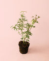 Arce Palmatum Butterfly Variegado M - Pur Plant