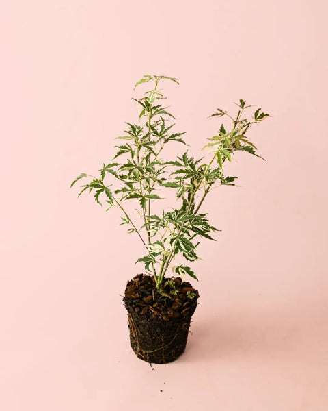 Arce Palmatum Butterfly Variegado M