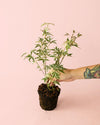 Arce Palmatum Butterfly Variegado M - Pur Plant