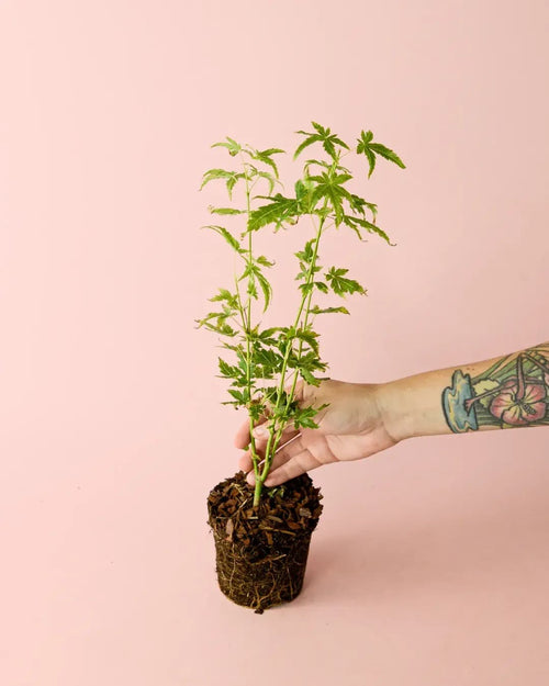 Arce Palmatum Goin Green M - Pur Plant