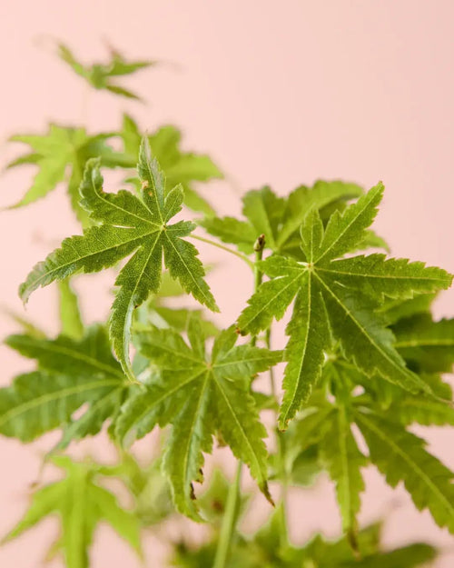 Arce Palmatum Goin Green M - Pur Plant