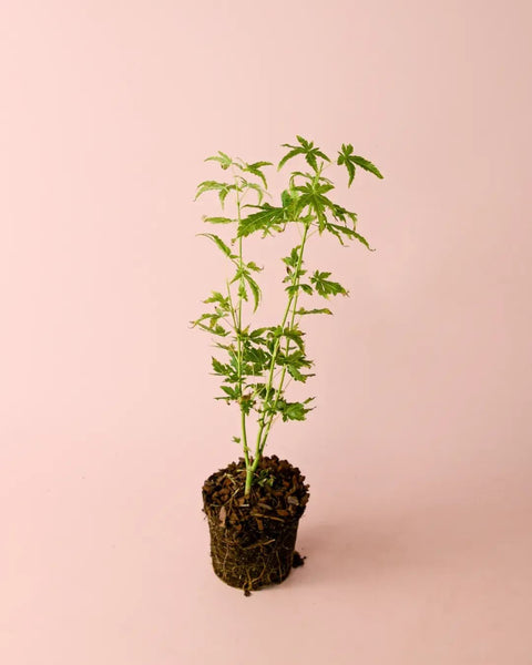 Arce Palmatum Goin Green M