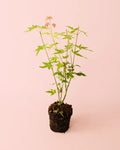 Arce Palmatum Orange M