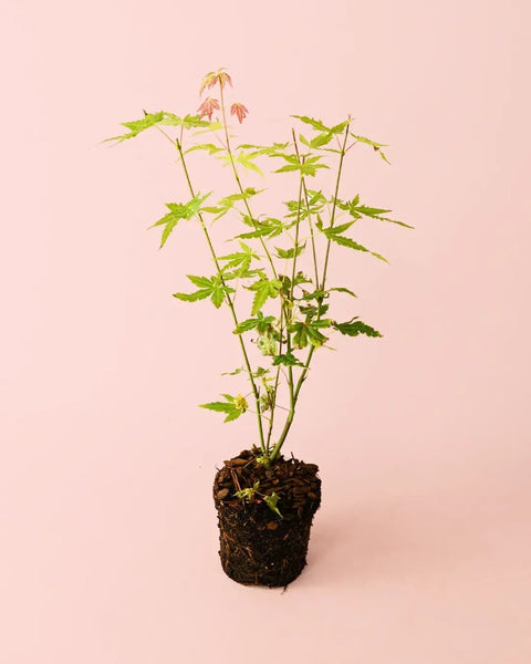 Arce Palmatum Orange M