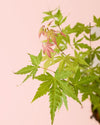 Arce Palmatum Orange M - Pur Plant