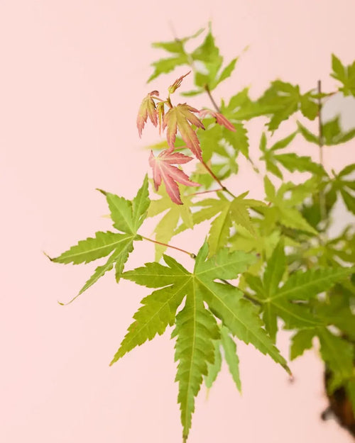 Arce Palmatum Orange M - Pur Plant