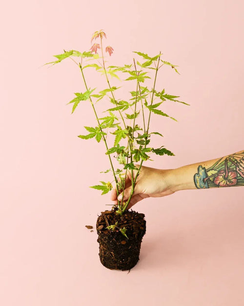 Arce Palmatum Orange M - Pur Plant