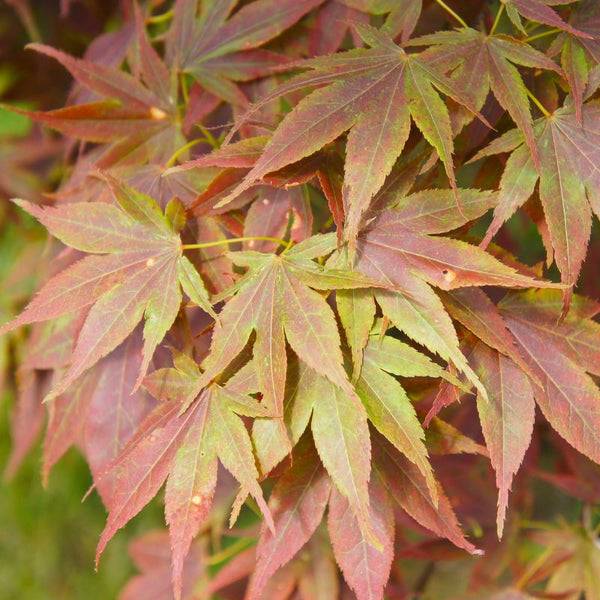 Problemas Plantas Arce Japonés