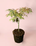 Arce Palmatum Shirazz M