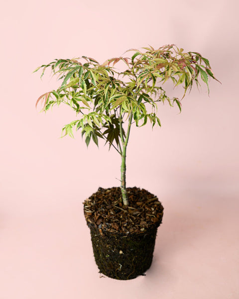 Arce Palmatum Shirazz M