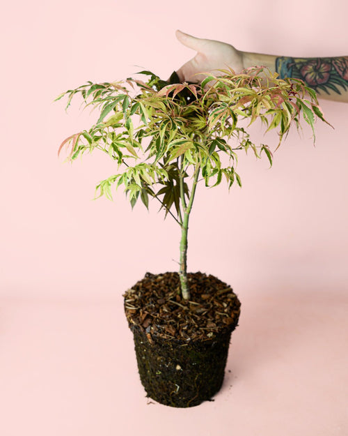 Arce Palmatum Shirazz M - Pur Plant